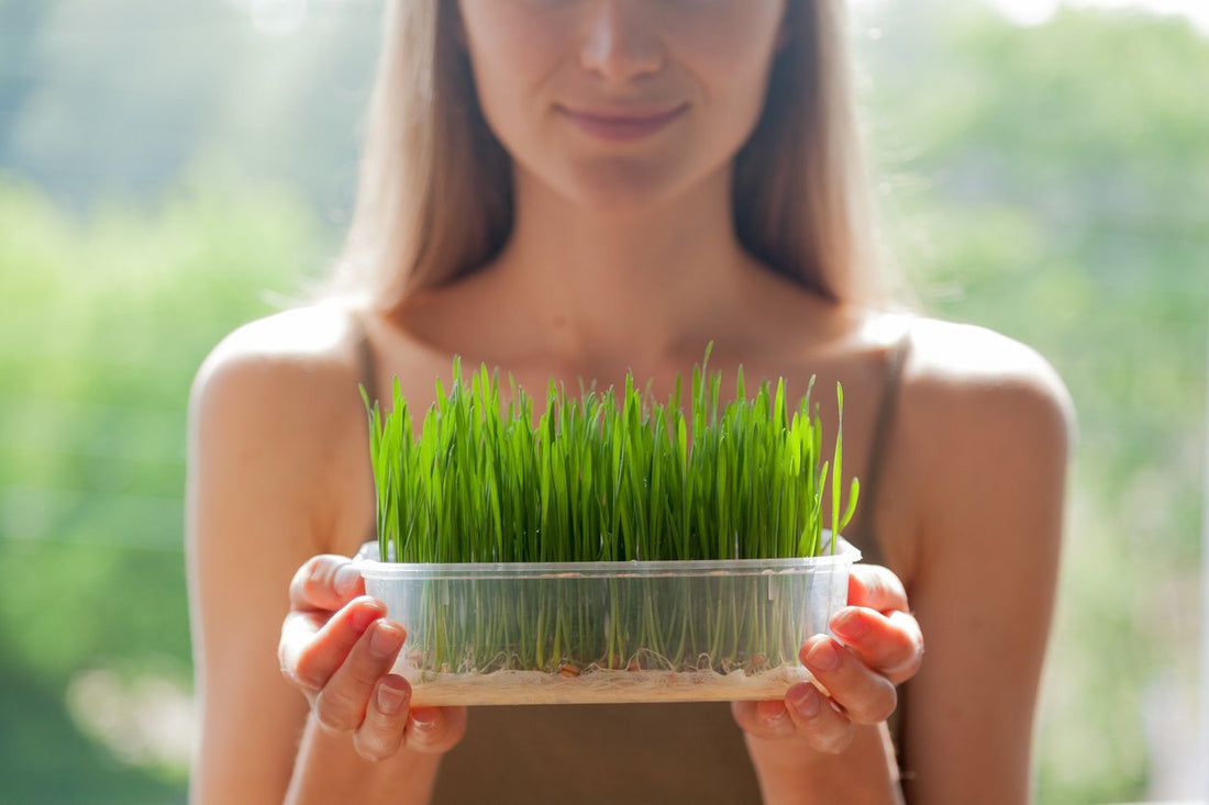 How to Guide for Growing your Greens for Naturally Beautiful Skin and Hair - Clean Kiss