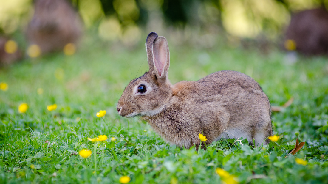 Clean Kiss Organics is Leaping Bunny Certified - Clean Kiss